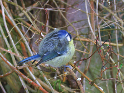 Blue Tit beating the cold