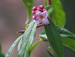 Daphne bholua 'Jacqueline Postill'