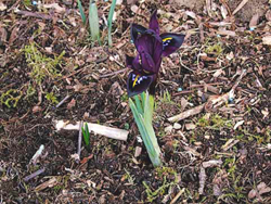 Iris histrioides 'George'