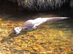 Our own Ardtornish otter!