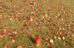 Ardtornish House Garden, Morvern: Fly Agaric