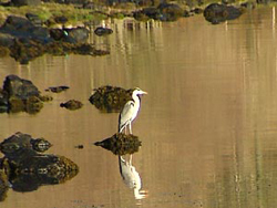 A heron awaits
