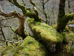 Moss and tranquility
