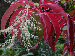Oxydendrum arboreum in the Ardtornish garden