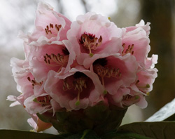 Rhododendron basilicum in Ardtornish garden