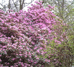 Rhododendron rubiginosum in Ardtornish garden