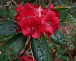 Rhododendron shilsonii in Ardtornish garden