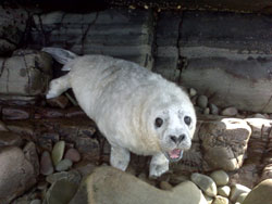 Grey Seal Pub near Loch Aline