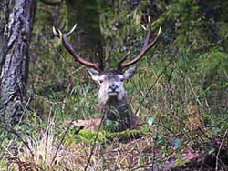 A stag observes
