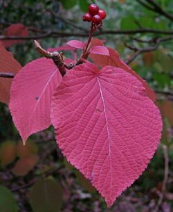 Viburnum furgatum in the Ardtornish garden