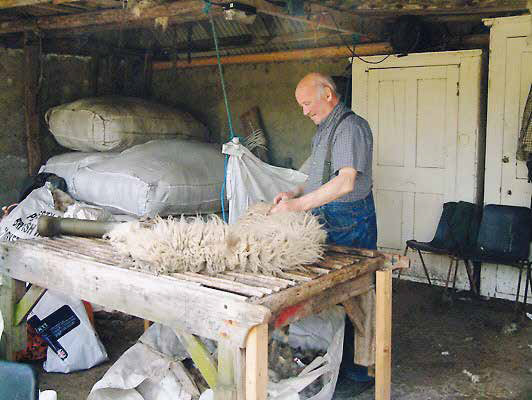 sheep shearing