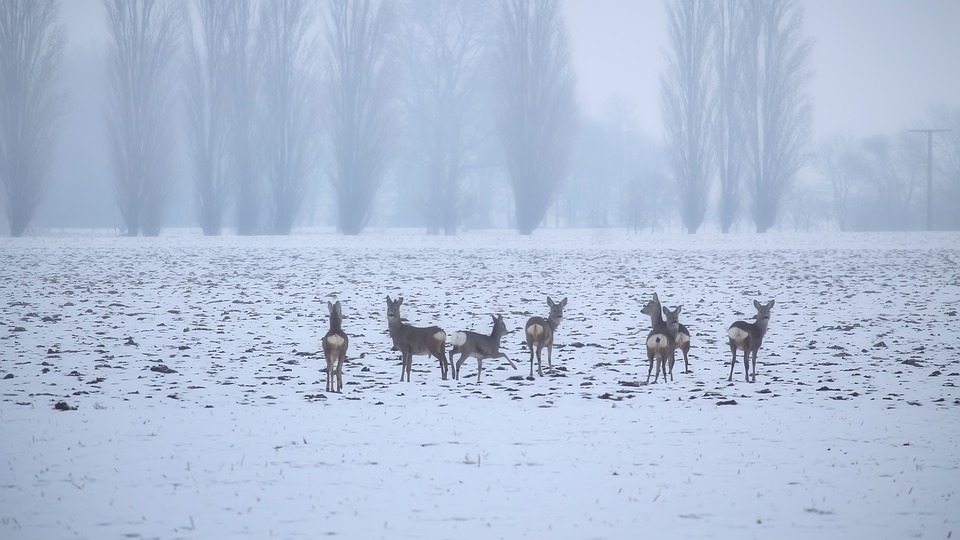 Fallow Deer